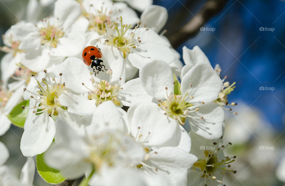 Ladybug in spring flowers
