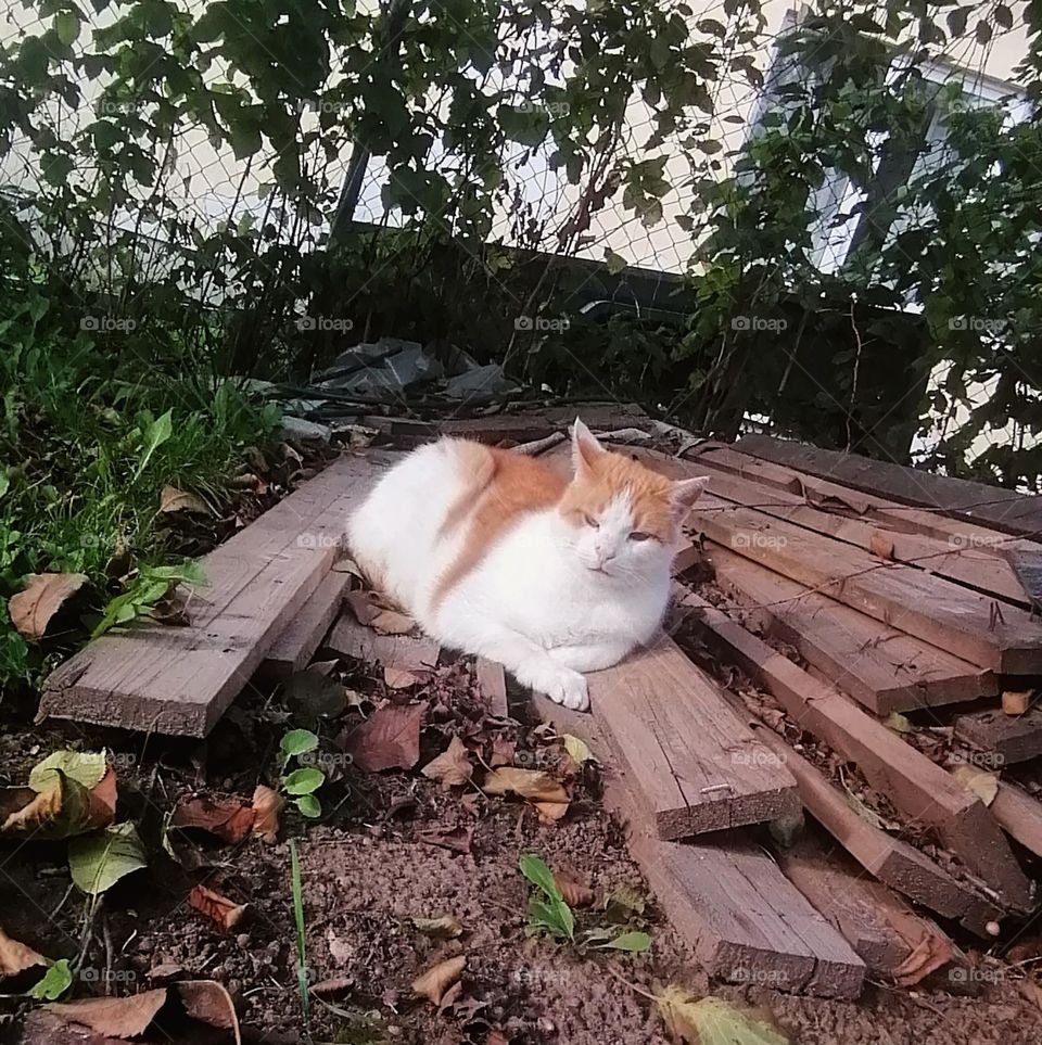 Relaxing cat