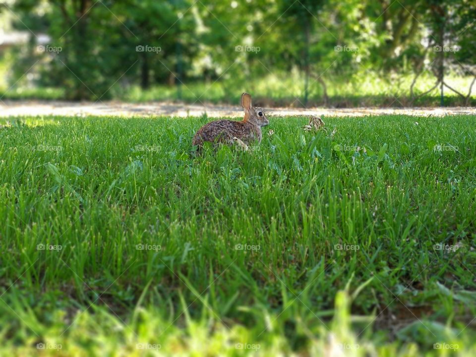 Rabbit in the green