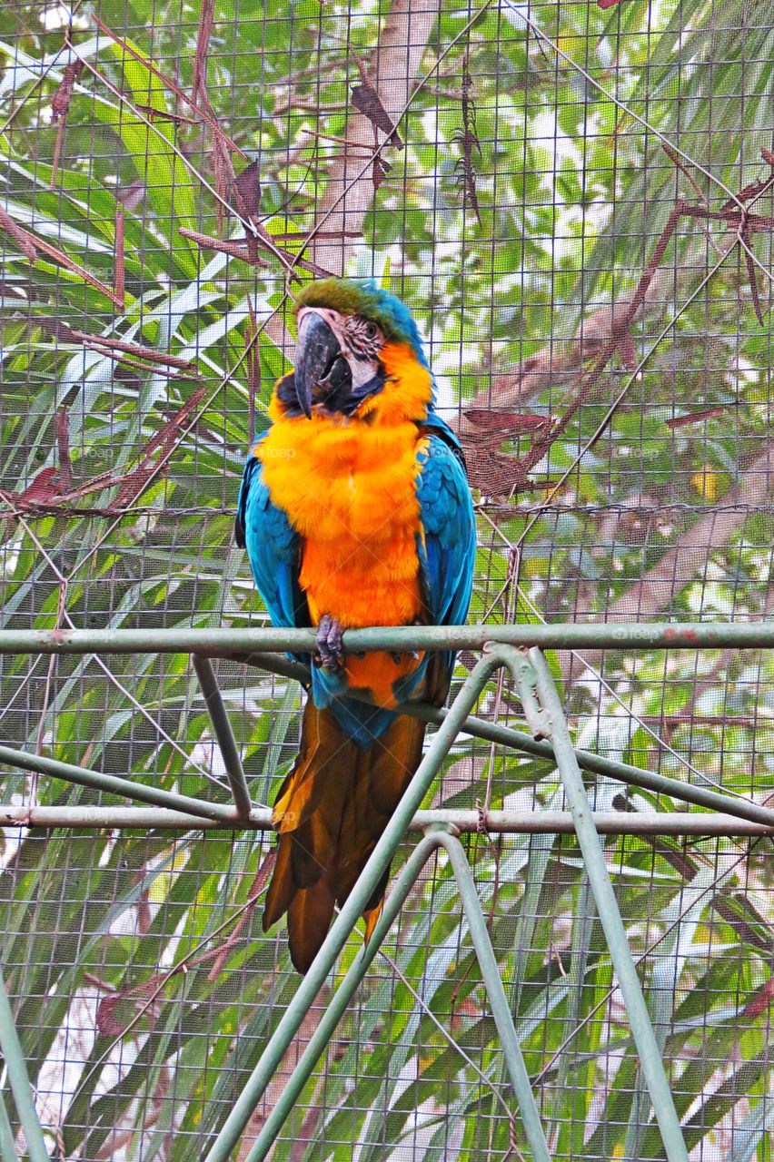 A parrot in a zoo in Santa Cruz Bolivia