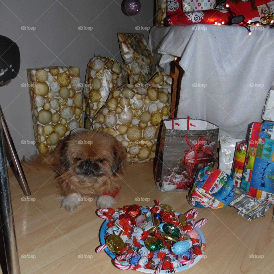 Unser Hund fühlt sich wohl unterm Weihnachtsbaum zwischen den Geschenken.