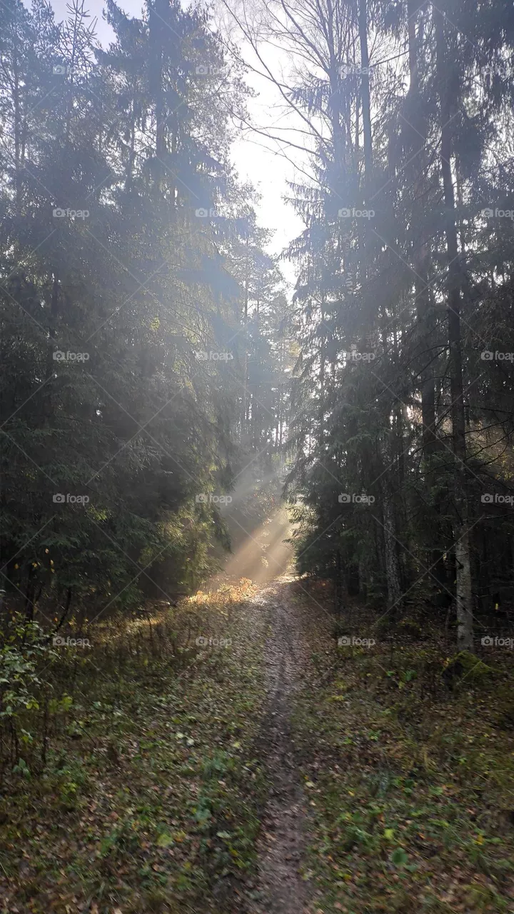 Forest path