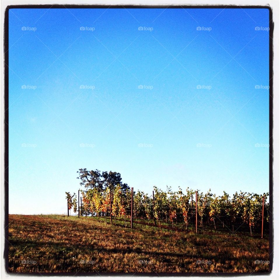 Fall vineyard morning