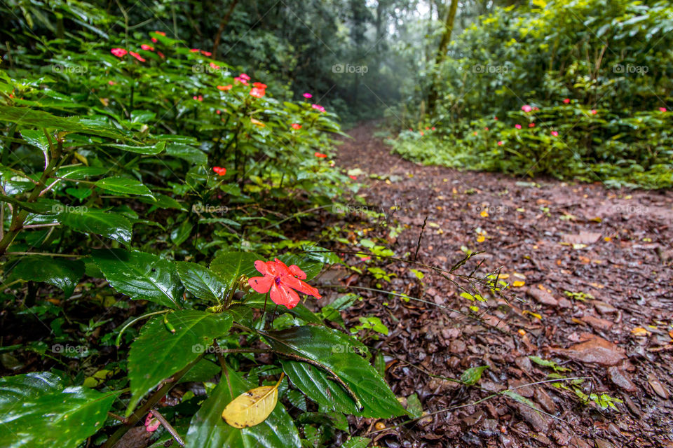 Flowery trail