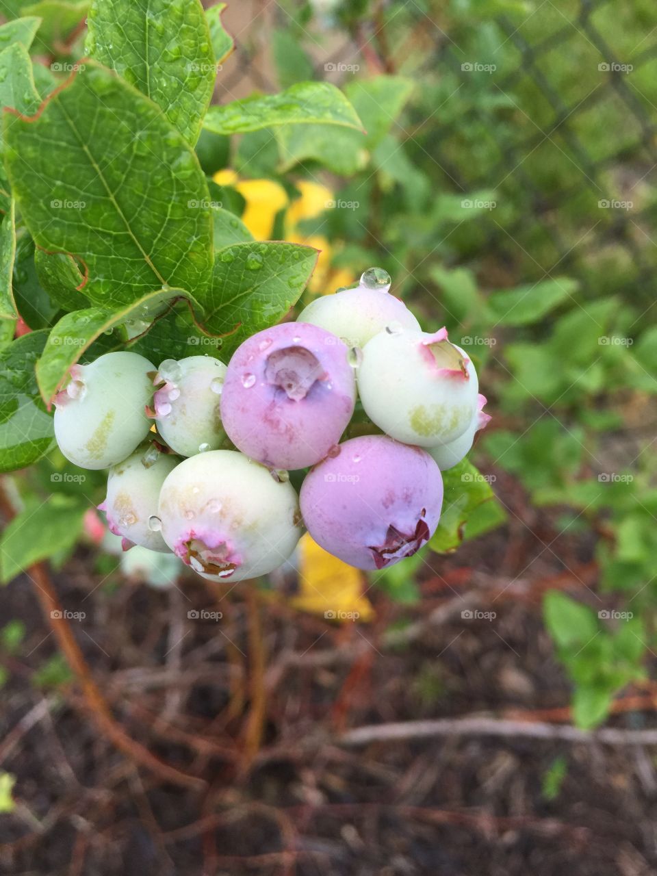 Blueberry Bunch. Blueberries growing with a light rain misting them.