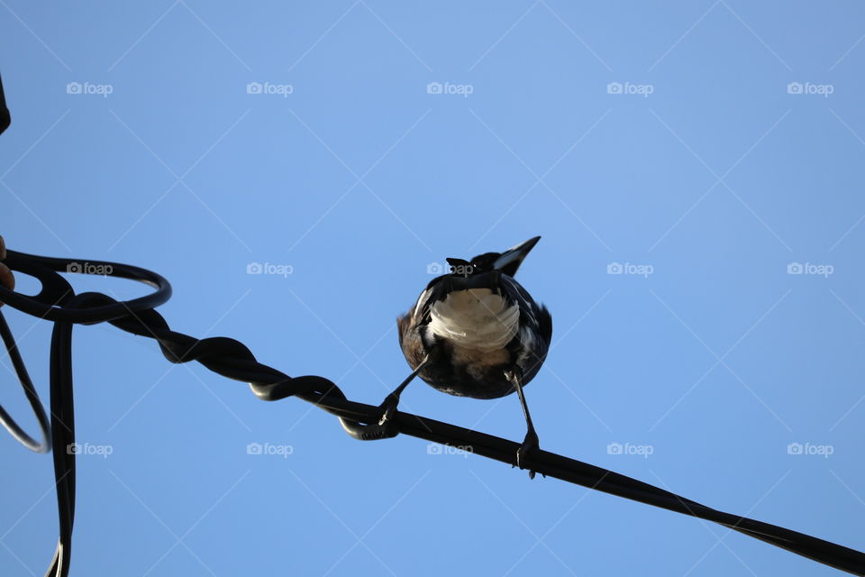 Back side tail of bird perched high on electrical wire, blue sky contrast, space for text, minimalist