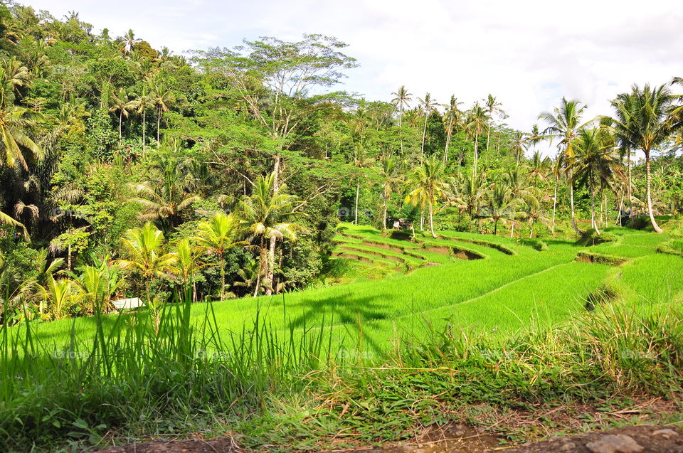 Rice fields (sawah) at the entrance to Gunung Kawi Temple in Bali, Indonesia