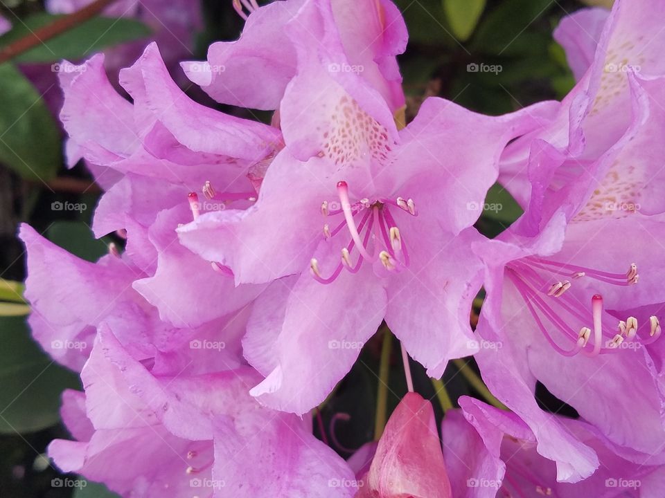 Close-up of a Rhododendron bush