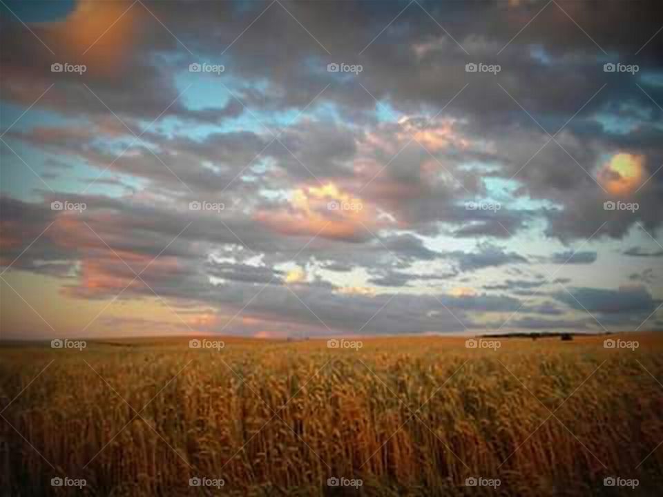 landscape image of wheat field and sunset lit sky