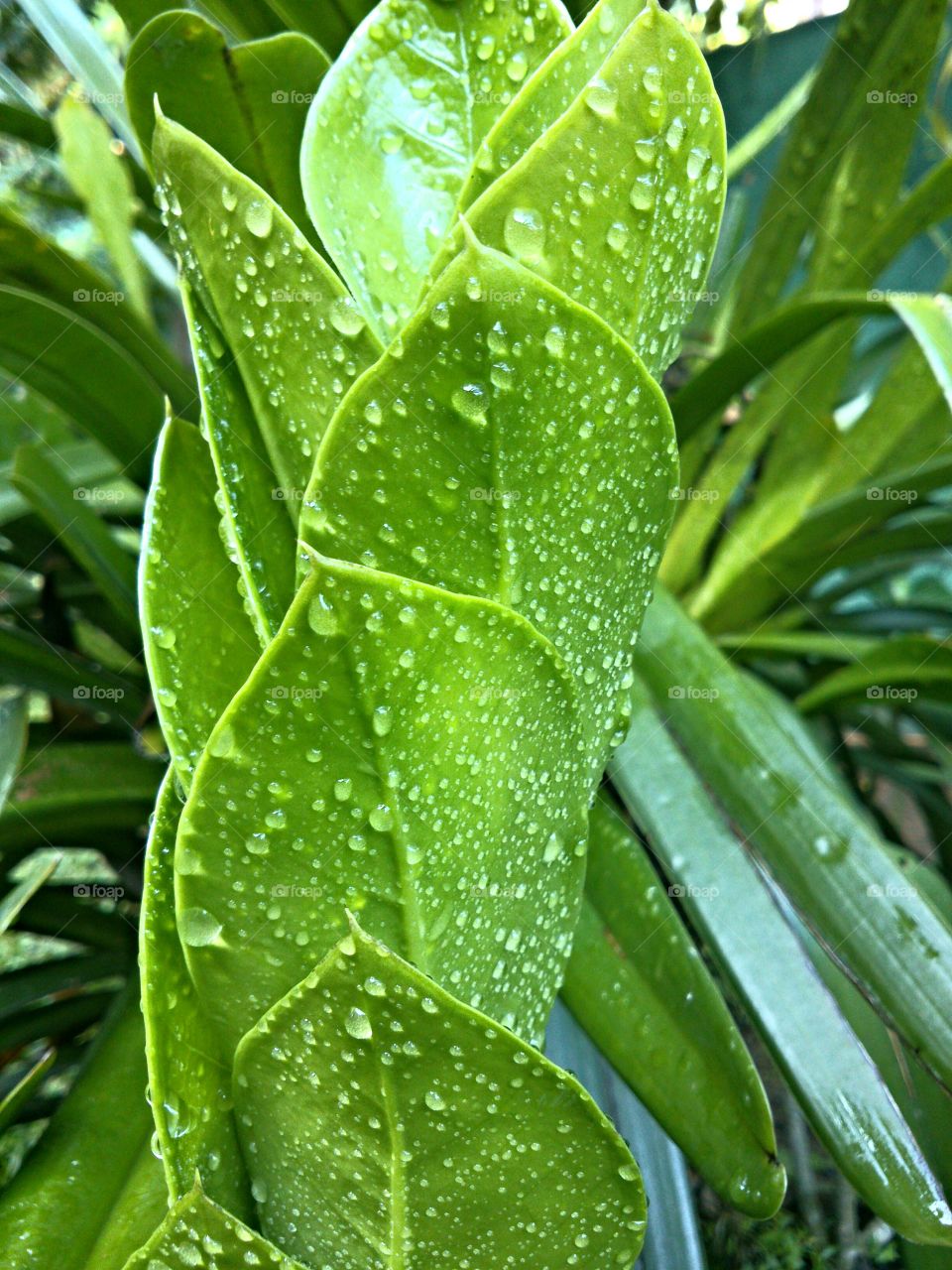 Green Spiral. Garden plant in rainy day...