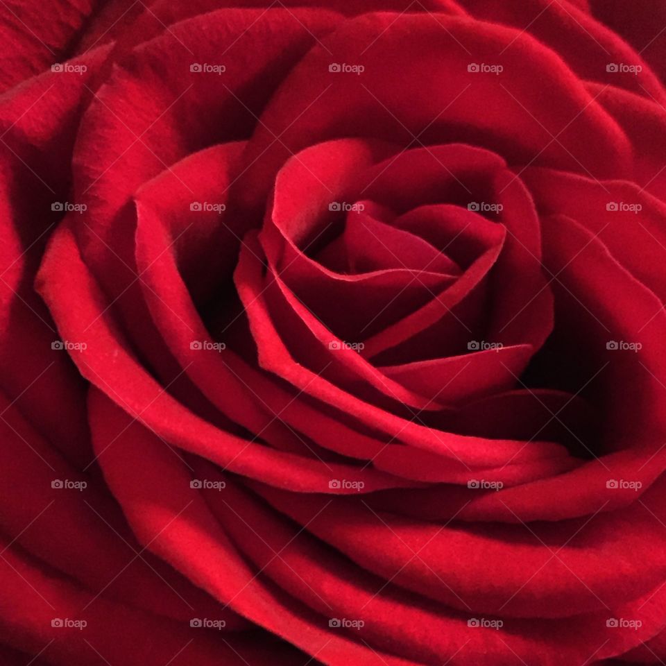 Beautiful red rose