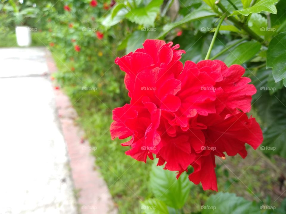 Red Flower