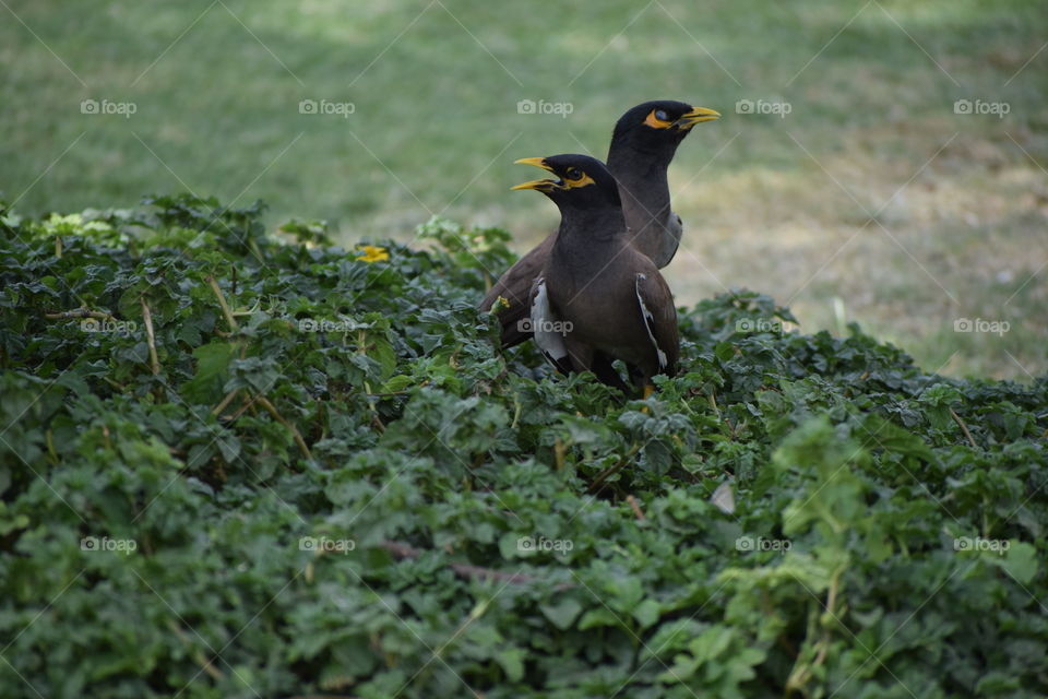 a beautiful couple birds