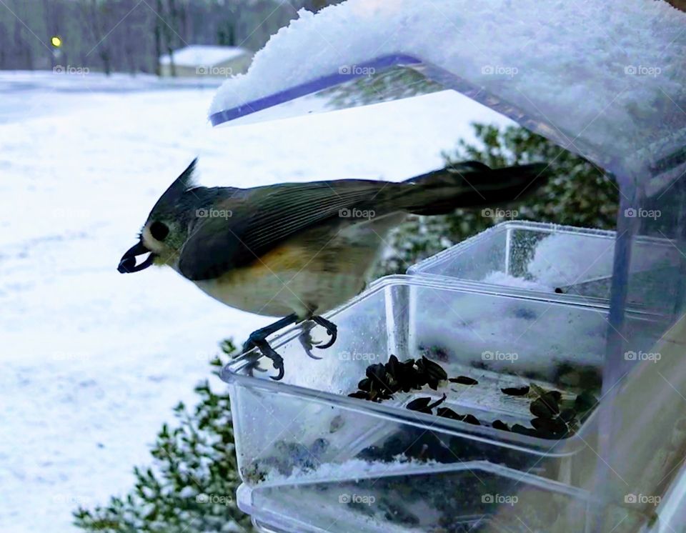 Tufted Titmouse with a seed in its beak on a window feeder in midwinter surrounded by snow. 