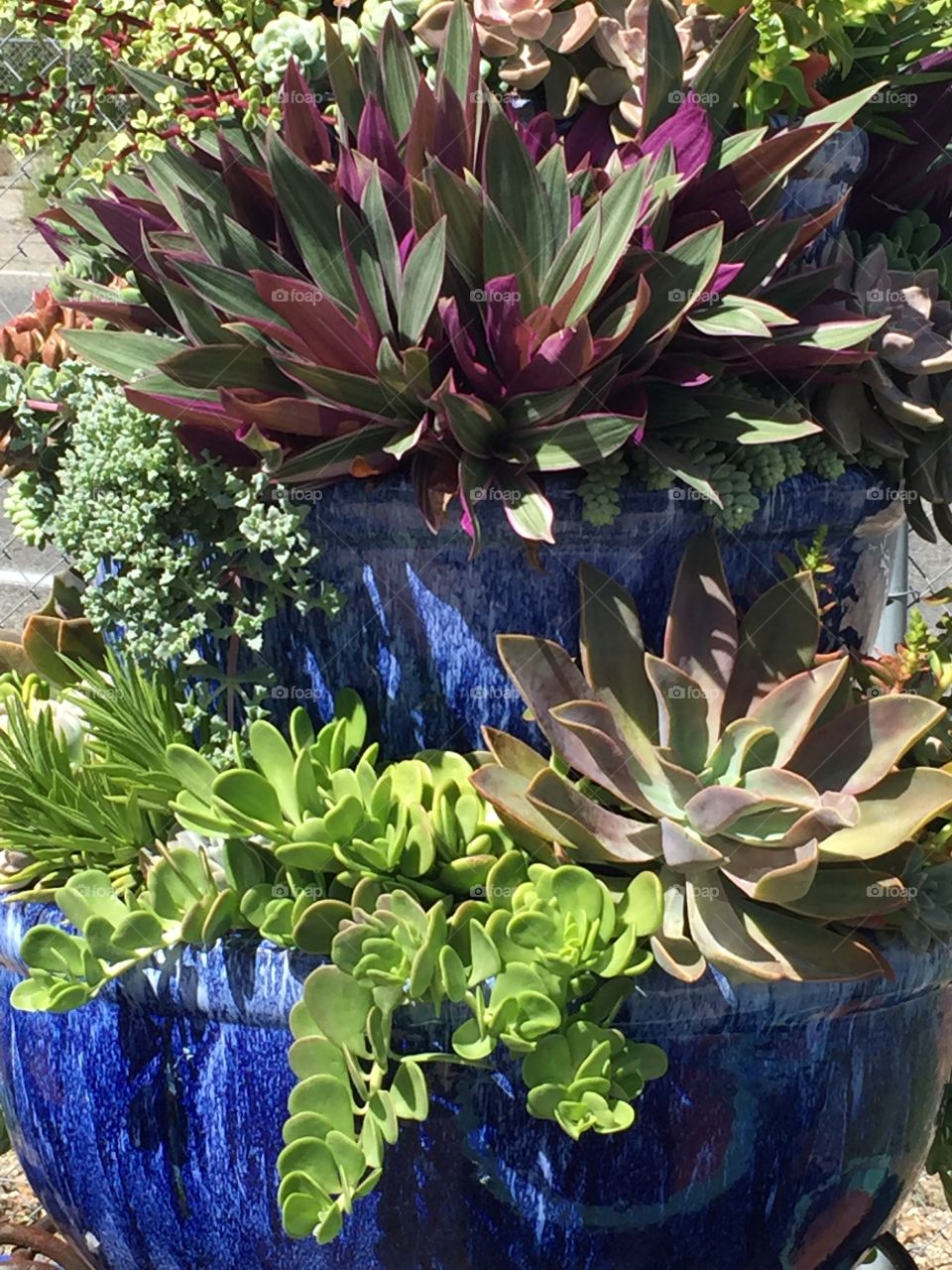 Showy succulents 