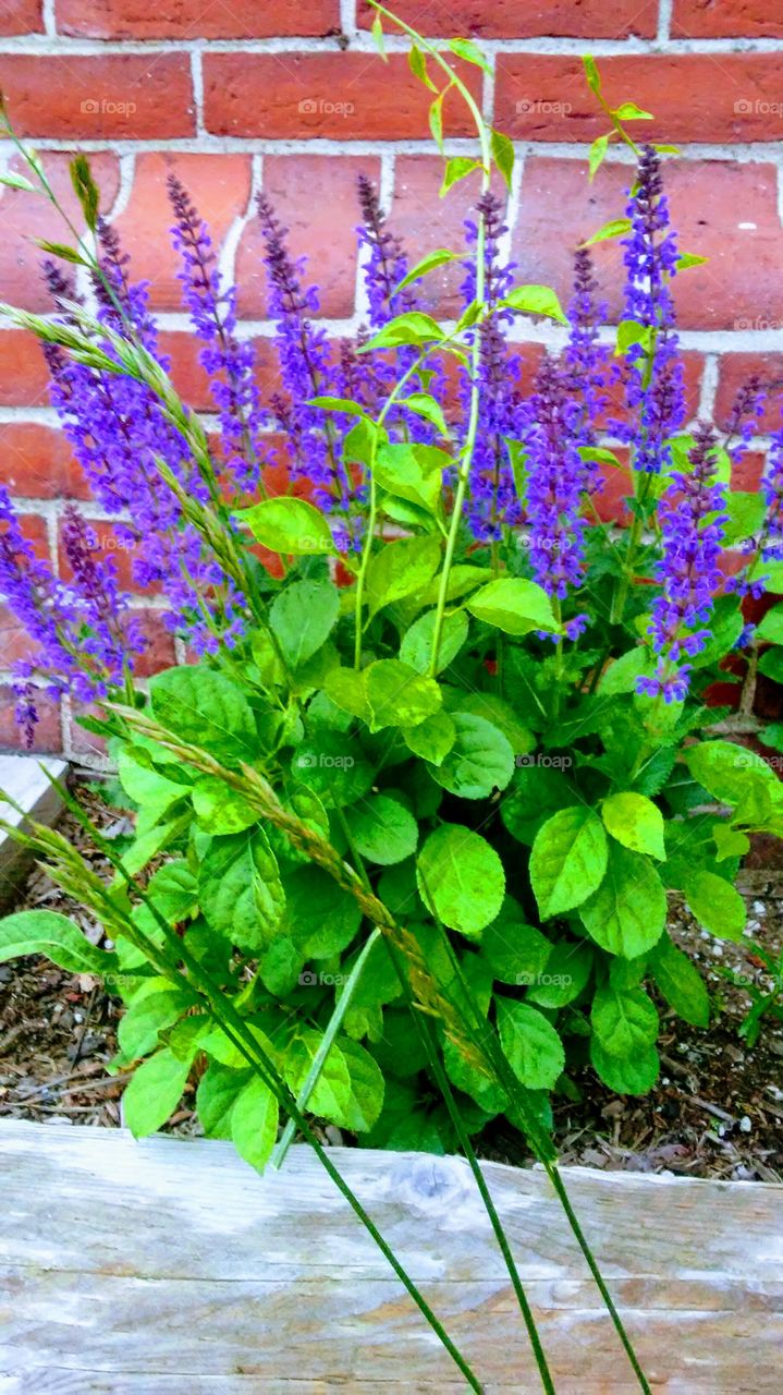 Flower, Flora, Nature, Garden, Leaf