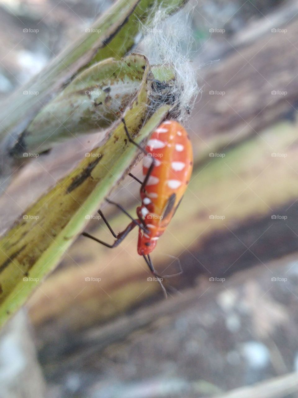 Mr. pucung insect is a pest for cotton plants