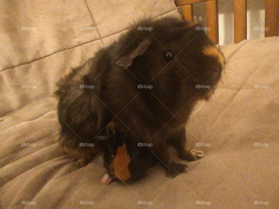 how precious new life. Mama guinea pig with her baby. the baby is only a few hours old. doing very well and healthy.