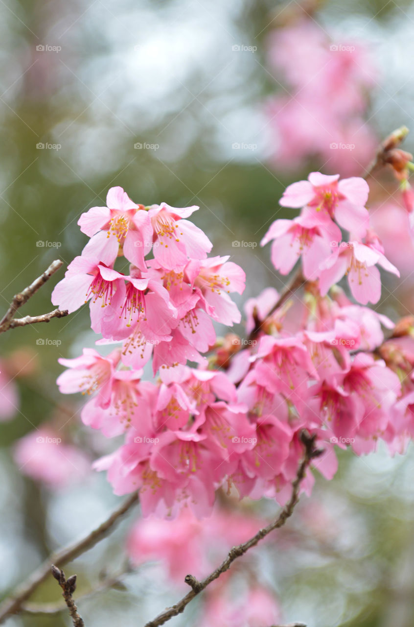 Close-up of pink spring flowers on a branch