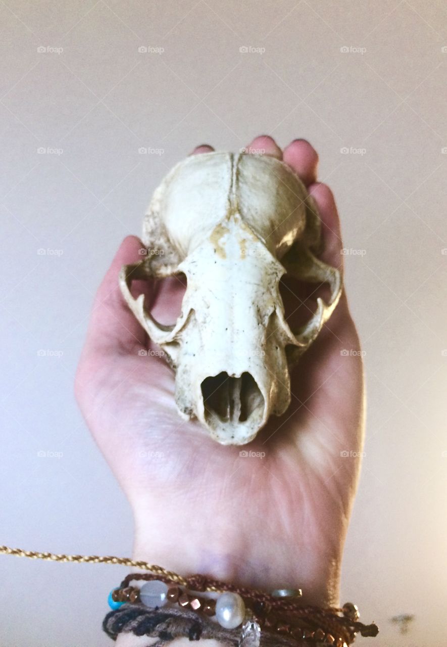 Skull in hand