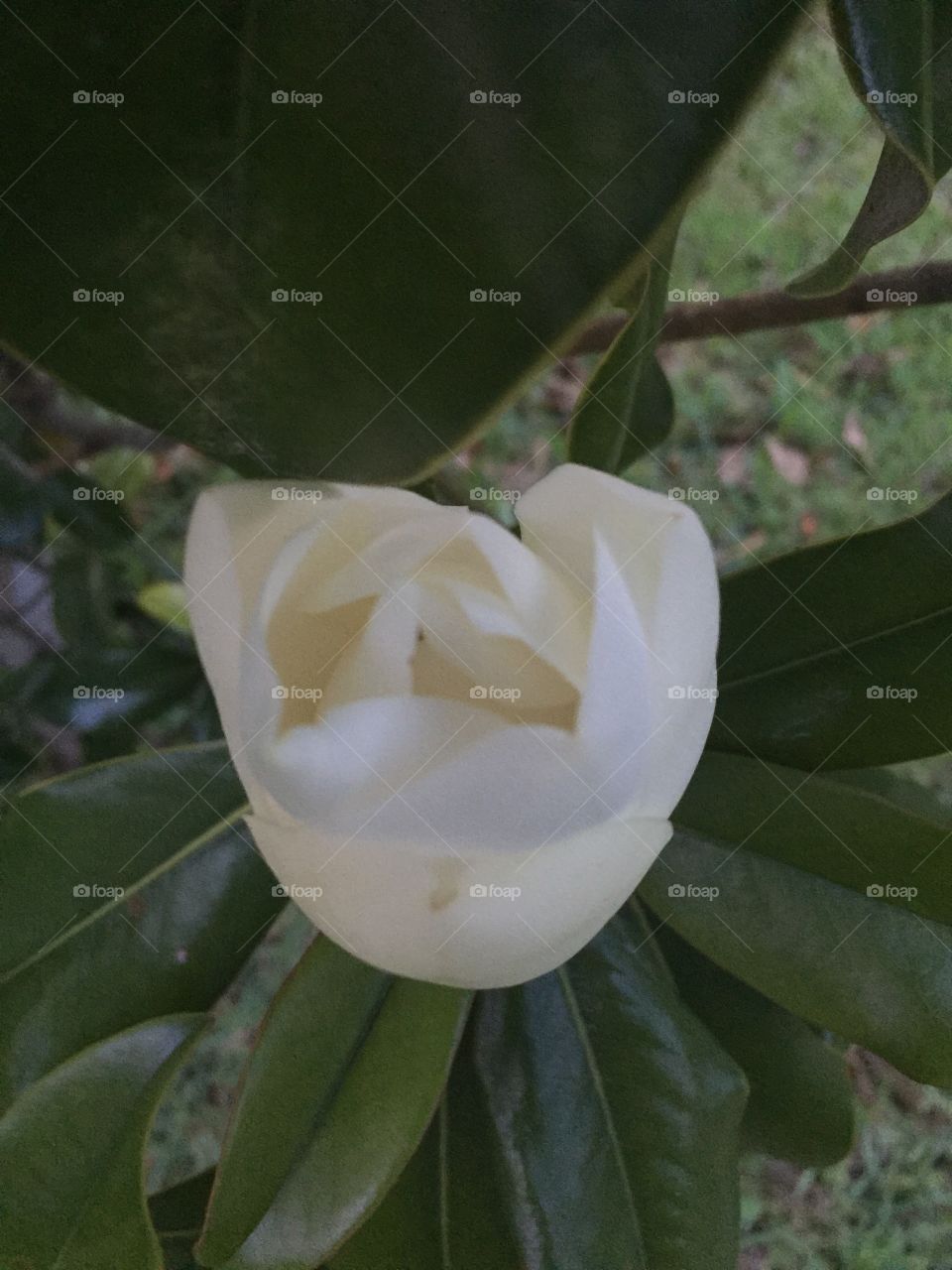 Magnolias are budding