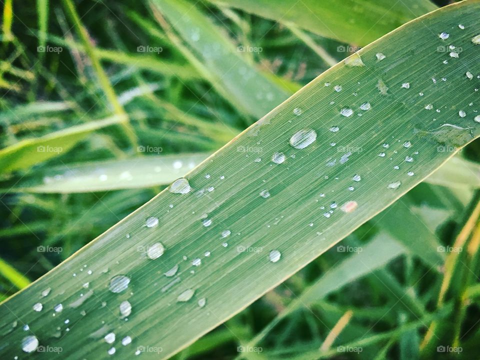 Leaf, Dew, Rain, Flora, Growth