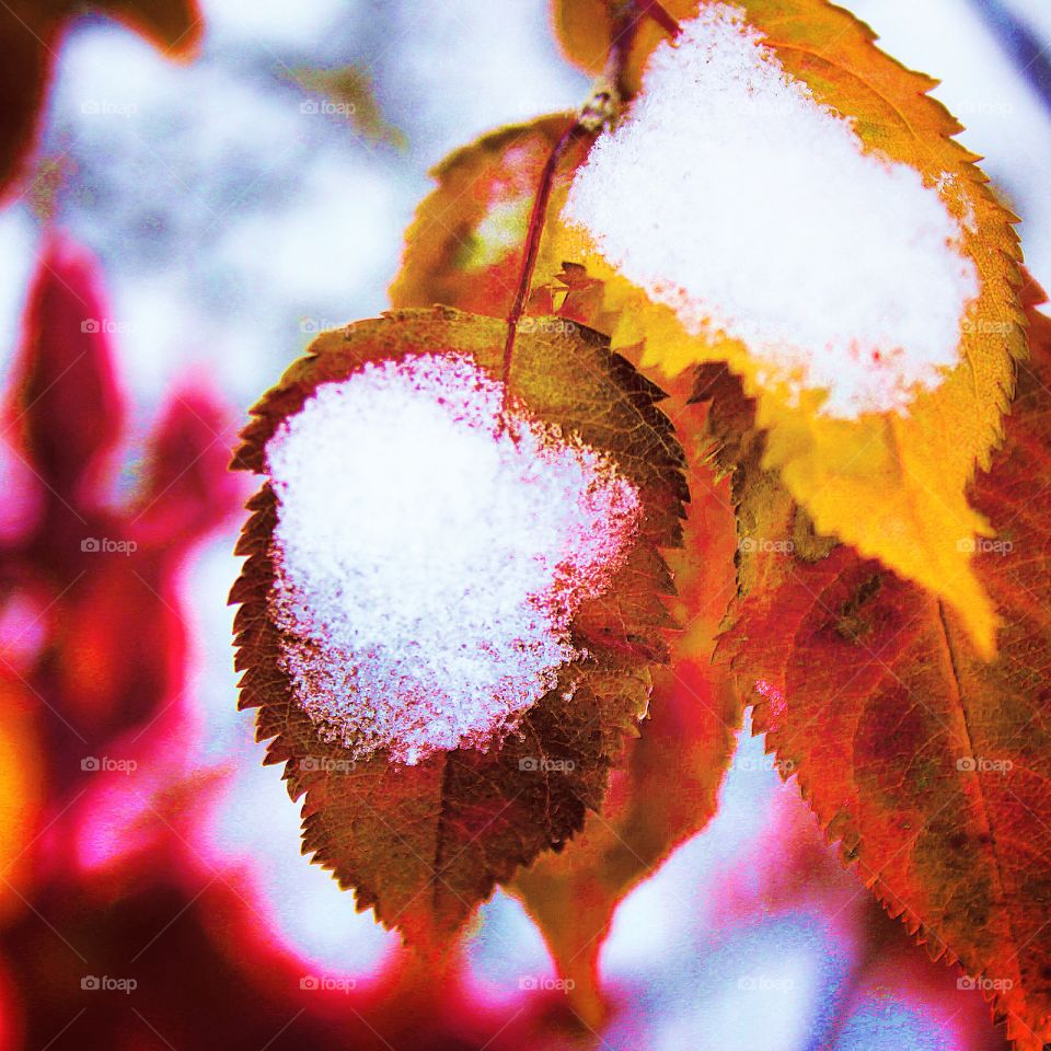 Fall or winter? 