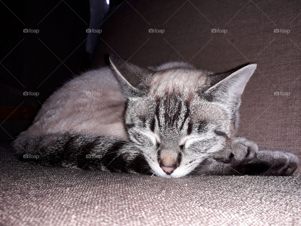 my cat sleeping on the armchair