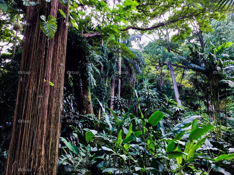 Jungle at Hawaii Tropical Botanical Garden