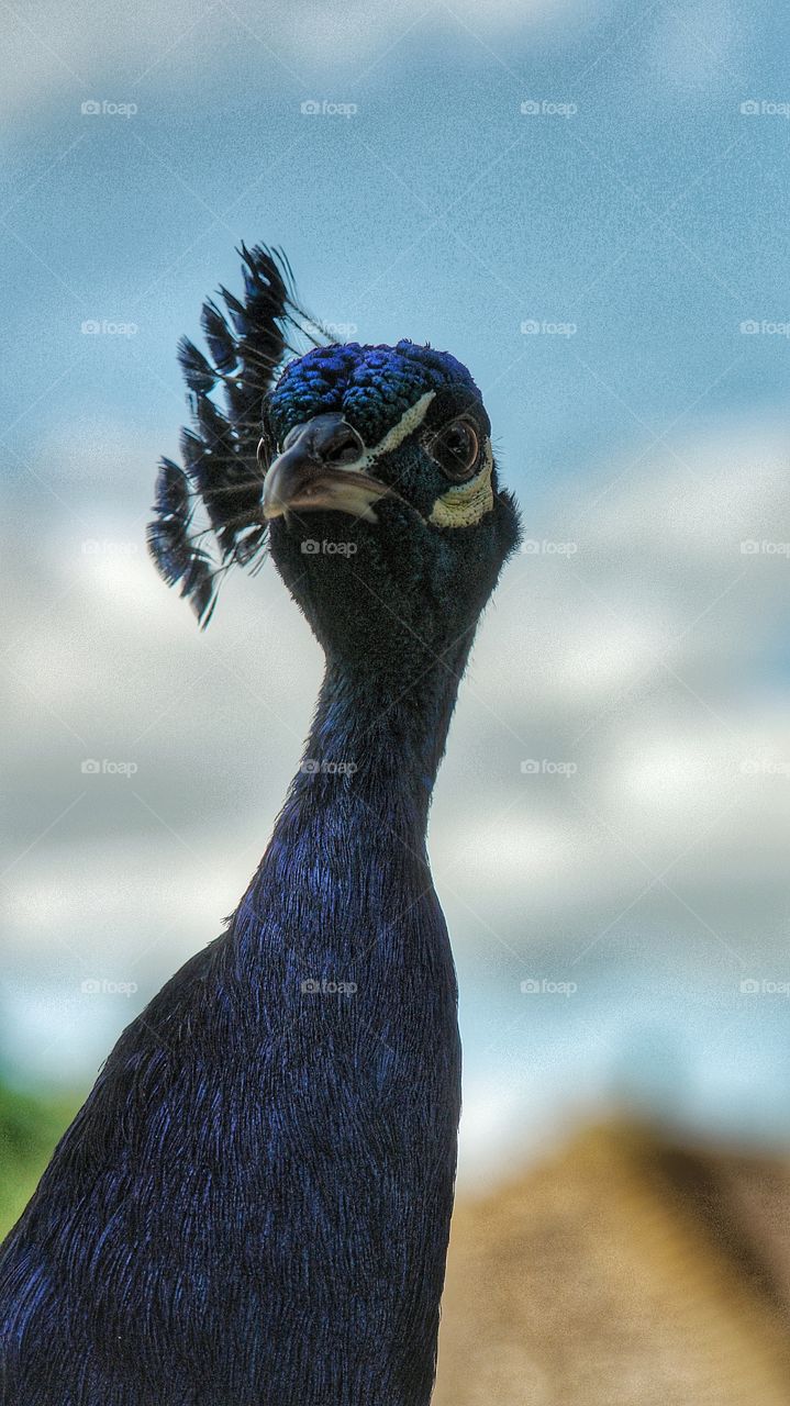 Male peacock close up - garden visitor 