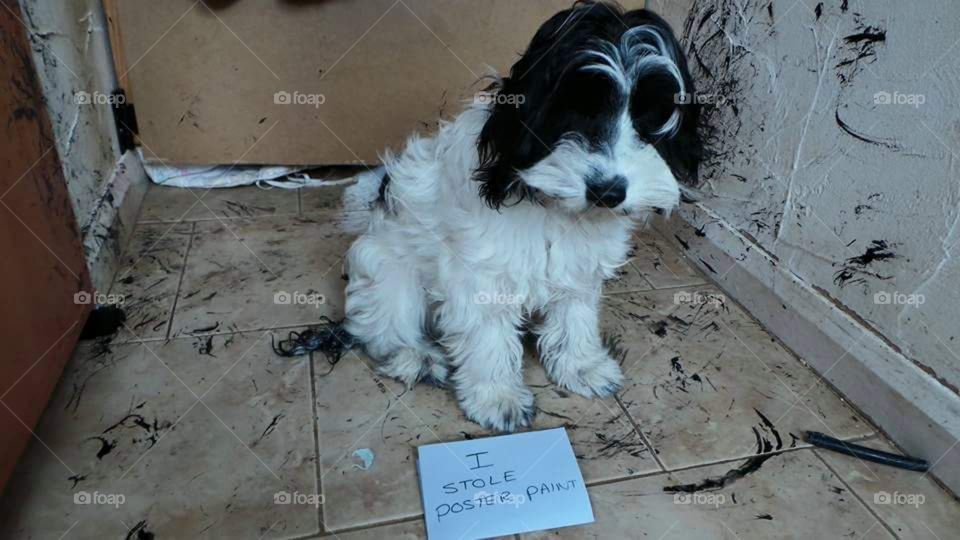 dog shaming