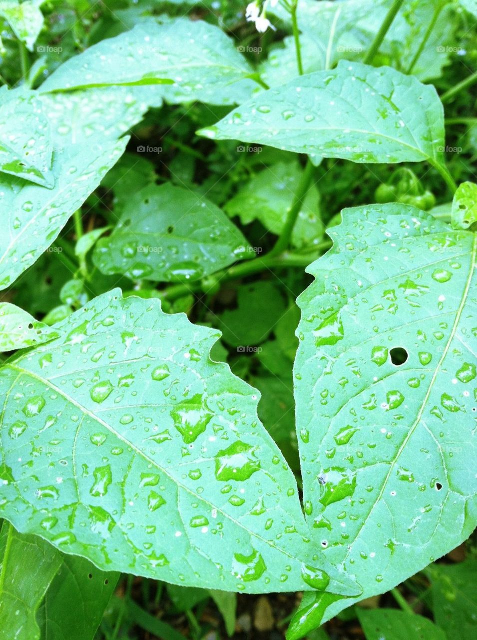summer leaves rain minnesota by heidisfabulous