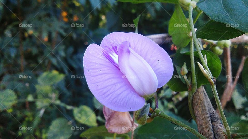 Simple flowers