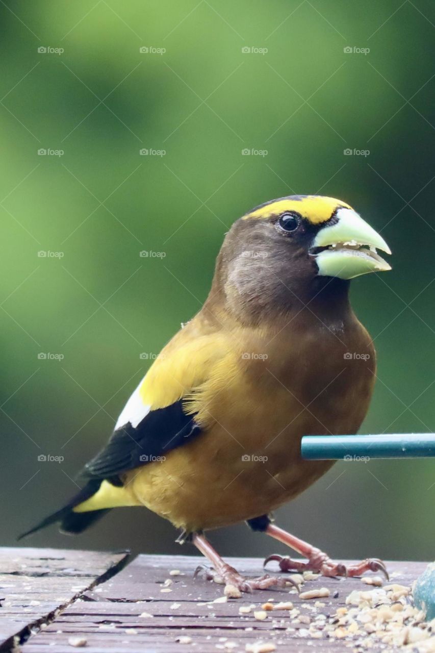 The colorful feathers of a male grosbeak are prominent as he samples the seed from a backyard bird feeder 