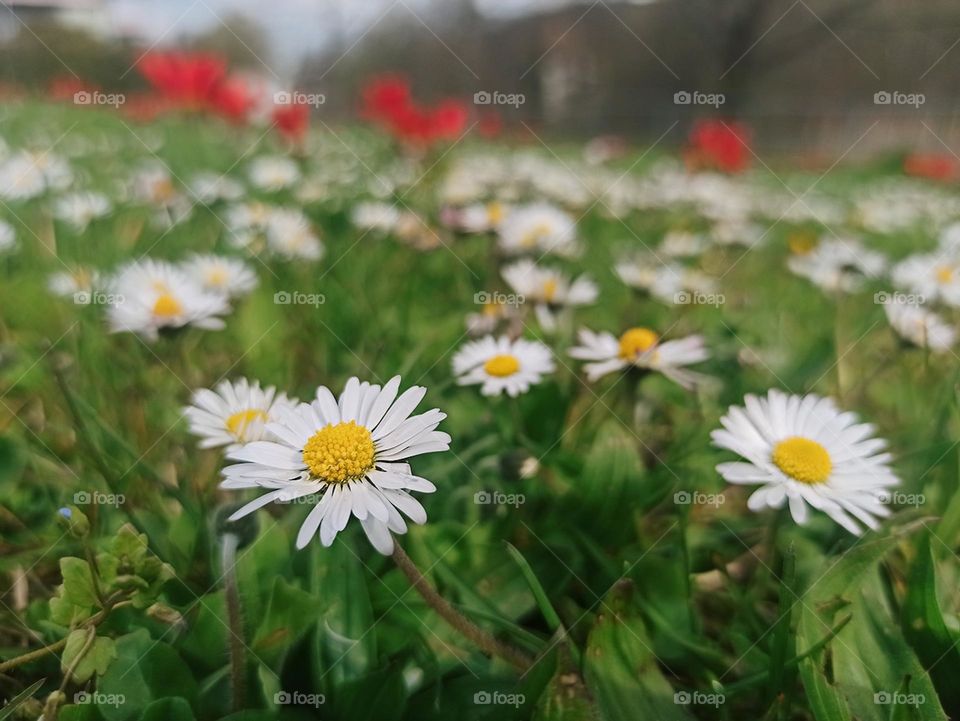 Spring meadow of flowers 🌼🌼