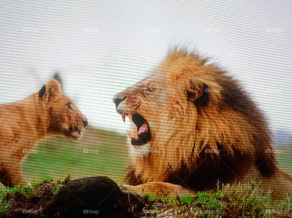 A lion with his cub