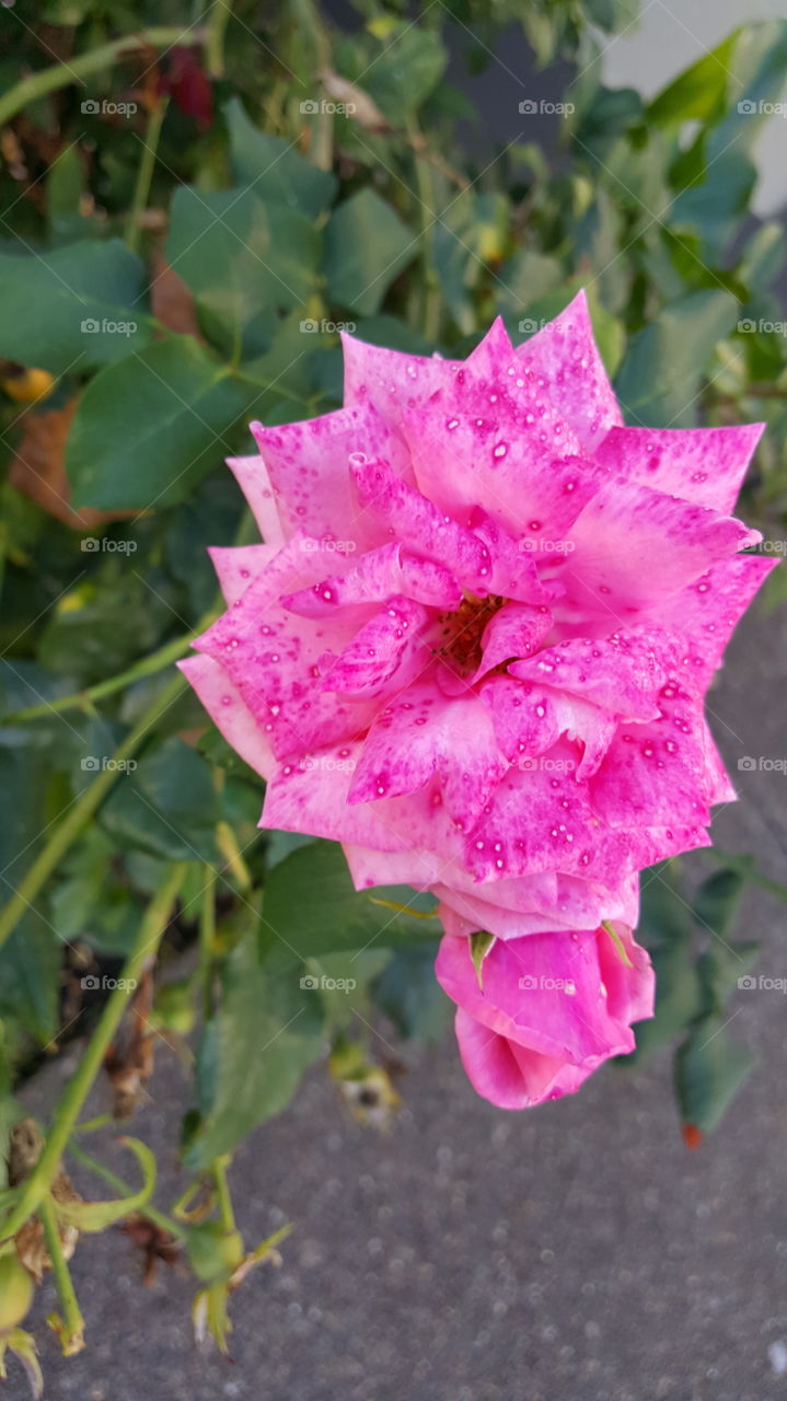 Pink flower