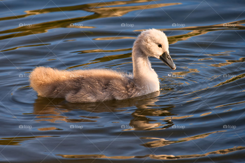 Baby swan