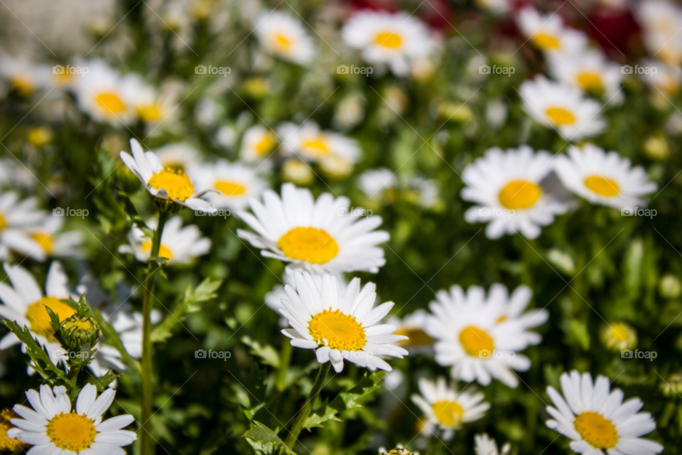 yellow nature flower white by laconic