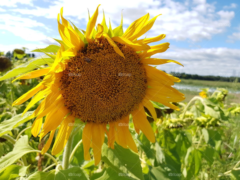 Sunflower