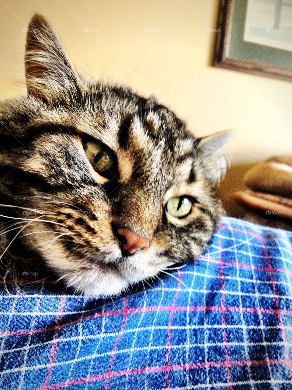 cat mammals cute animals by stykellee