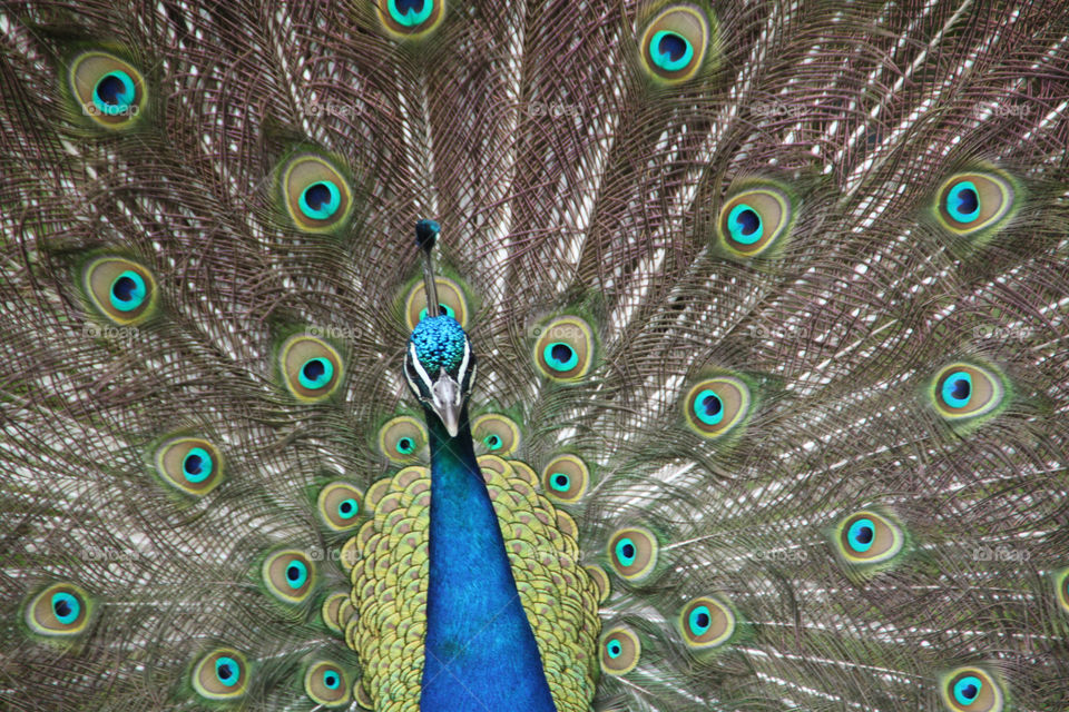 bird beautiful peacock display by geebee