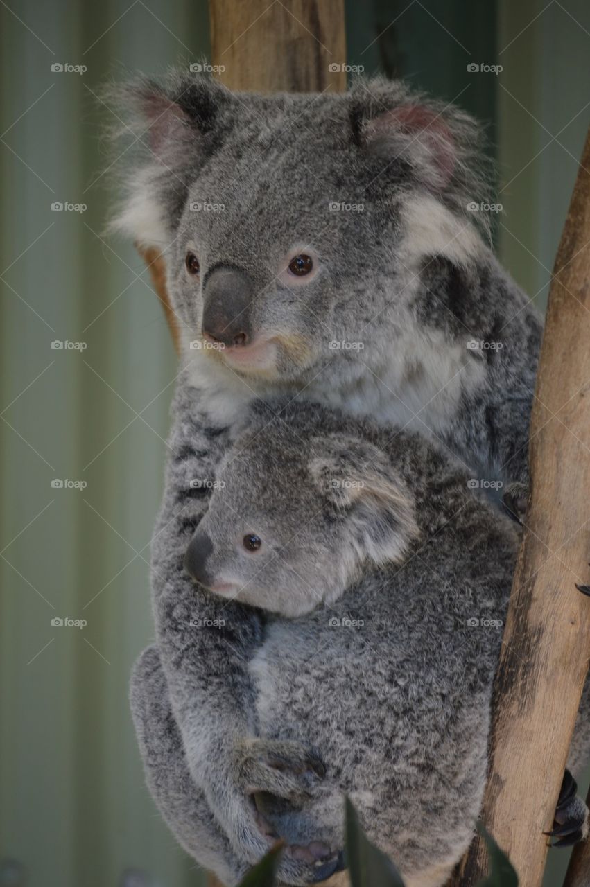 Koalas