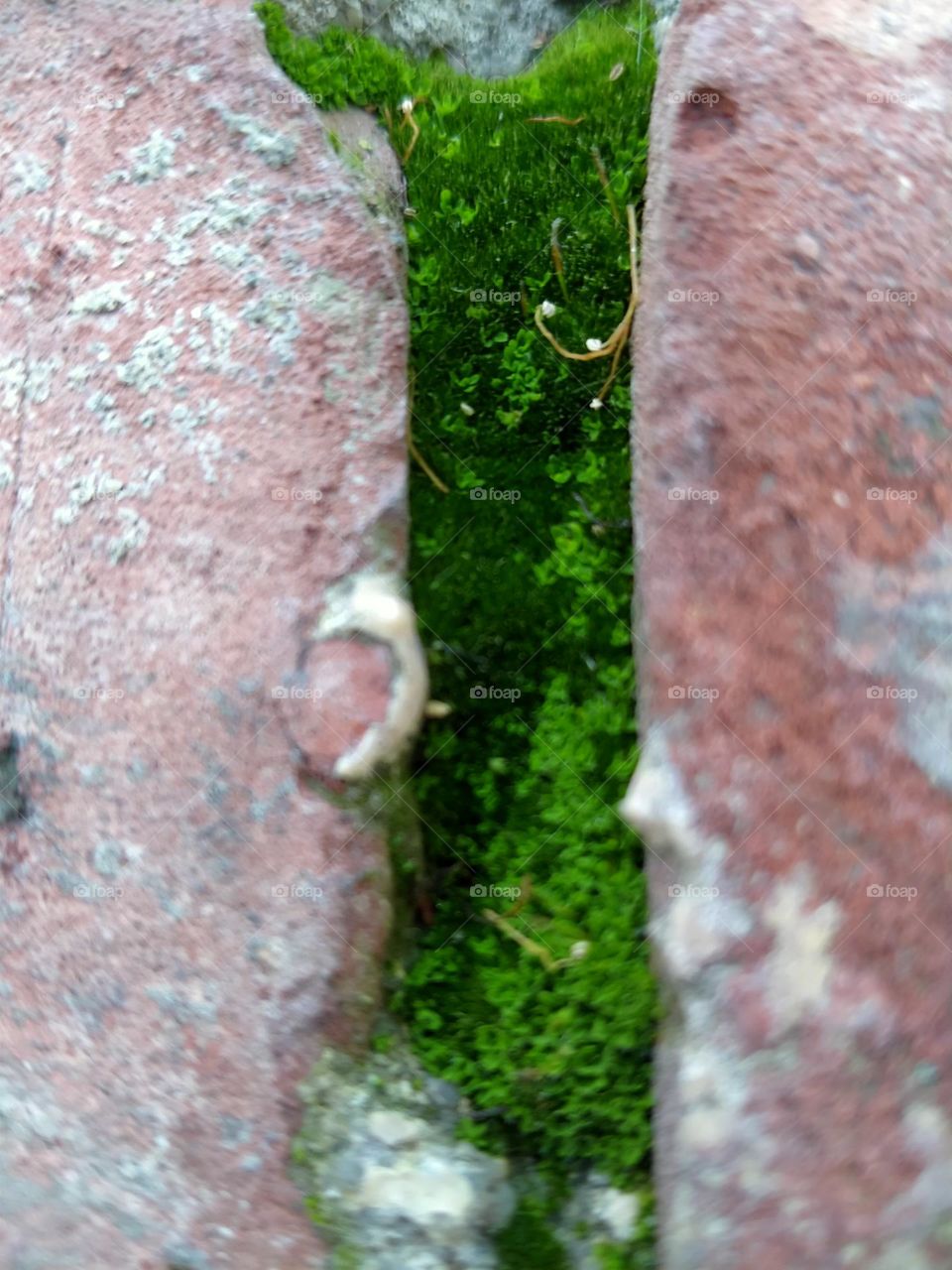 Trees grow anywhere and no one can stop them