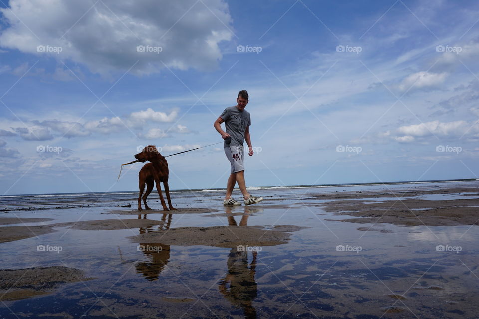 Quinn carrying a stick whilst going for a walk along the beach