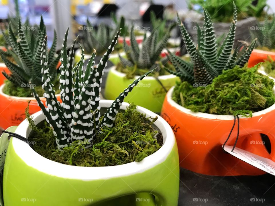 Green succulent in a green planter