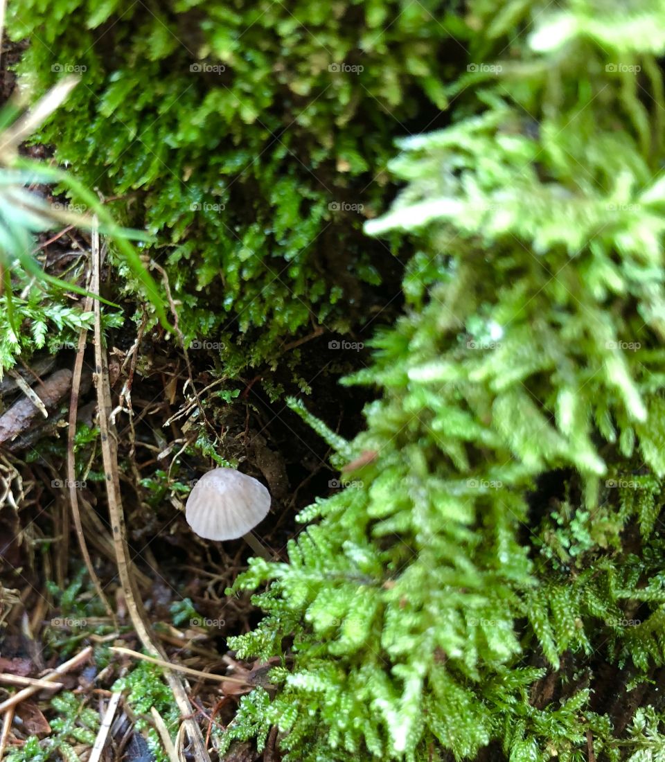 Tiny Fungi
