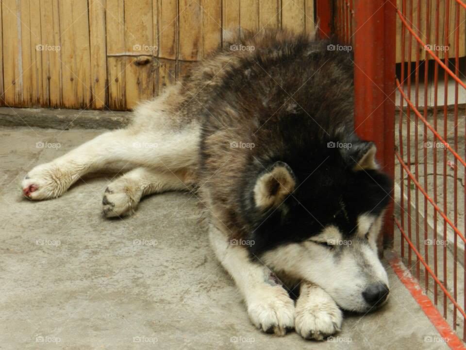 Siberian dog sleeping 