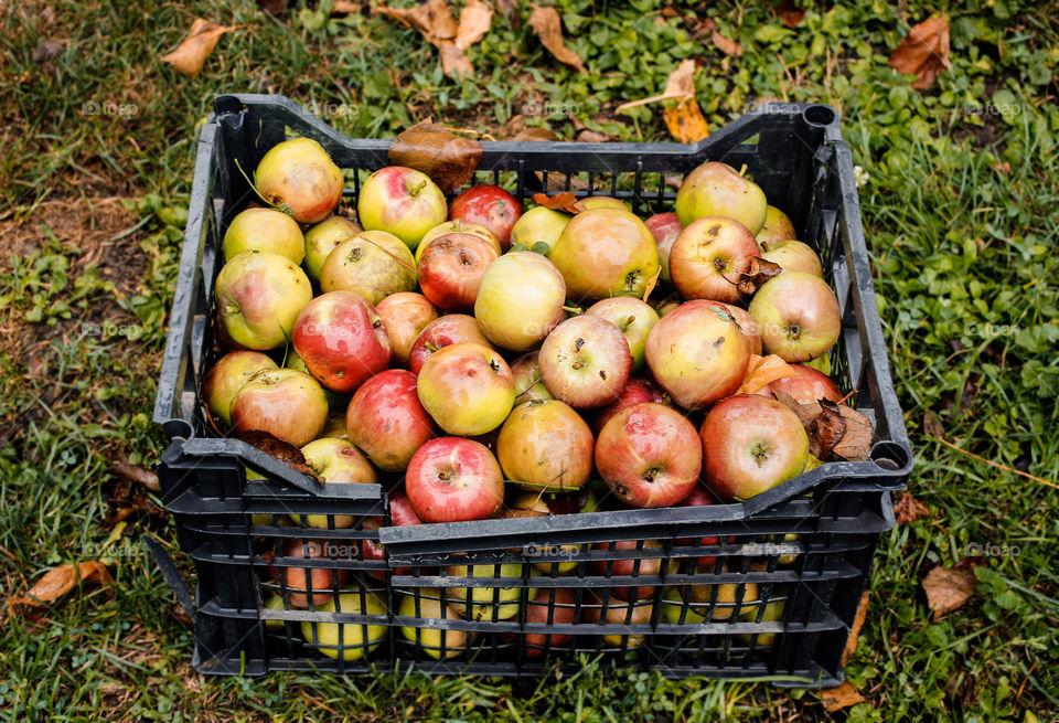 A crate of apples, autumn season
