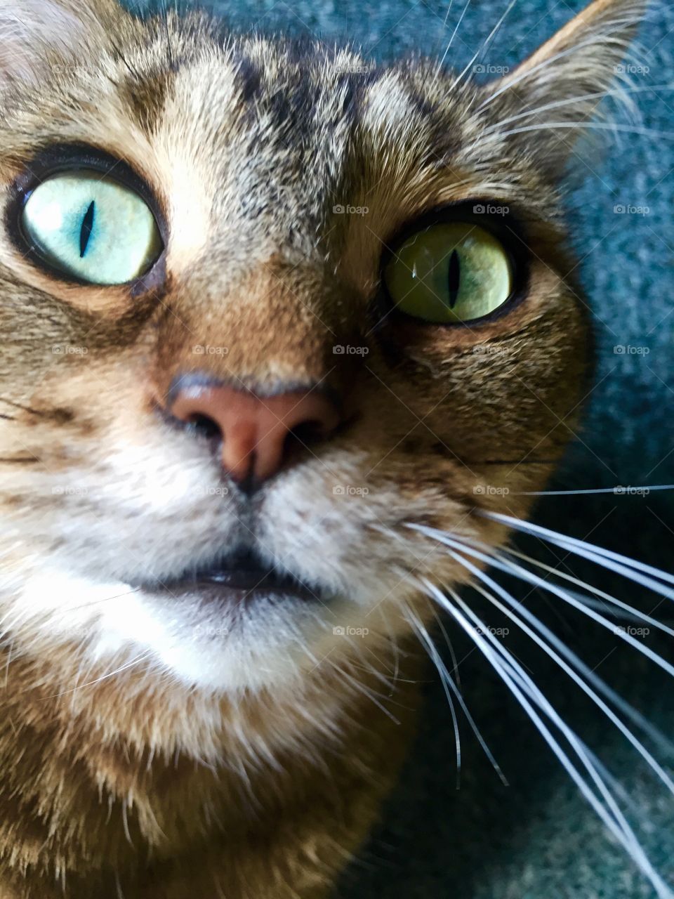 Crazy Cat Face. My cat high on catnip